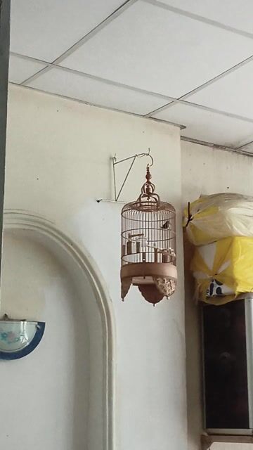 Ốc mít beo. Mua bán Chim tại Quận 7 Tp Hồ Chí Minh được đăng bởi Tên Chưa Cung Cấp hình 1