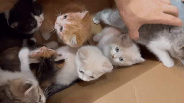 Mèo ALN 1-3 tháng đã tiêm. Mua bán Mèo tại Huyện Quốc Oai Hà Nội được đăng bởi mạnh tú hình 1