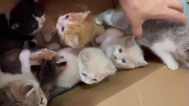 Mèo ALN 1-3 tháng đã tiêm. Mua bán Mèo tại Huyện Quốc Oai Hà Nội được đăng bởi mạnh tú hình 1