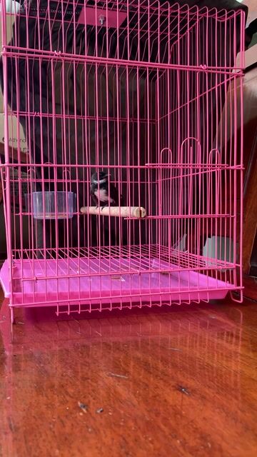 Chim se sẻ quạt đen trắng. Mua bán Chim tại Thành phố Thủ Dầu Một Bình Dương được đăng bởi Nhất Max hình 1