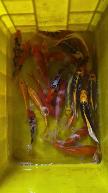 Cá Koi Đà Nẵng kí 300k đủ màu đủ kích thước. Mua bán Thú cưng khác tại Quận Liên Chiểu Đà Nẵng được đăng bởi Trại cá KOI Hoàng Văn Thái hình 1