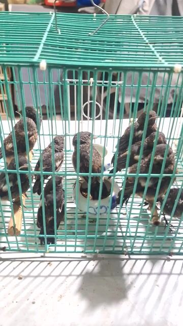 Chòe đất con. Mua bán Chim tại Quận Gò Vấp Tp Hồ Chí Minh được đăng bởi Kiểu Chim Cảnh hình 1