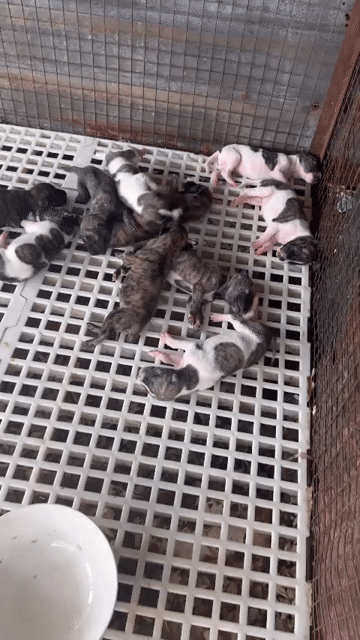 Chó Phú Quốc giống đẹp. Mua bán Chó tại Thành phố Biên Hòa Đồng Nai được đăng bởi Nguyễn Thị ngọc Yến  hình 1