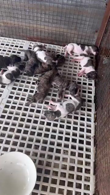 Chó Phú Quốc giống đẹp. Mua bán Chó tại Thành phố Biên Hòa Đồng Nai được đăng bởi Nguyễn Thị ngọc Yến  hình 1