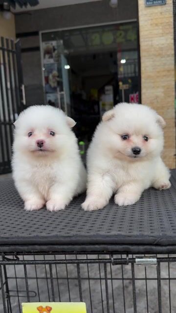 Chó Phốc Sóc Mini Trắng Tại 04 Bàu Năng 1. Mua bán Chó tại Quận Liên Chiểu Đà Nẵng được đăng bởi Pet House hình 1
