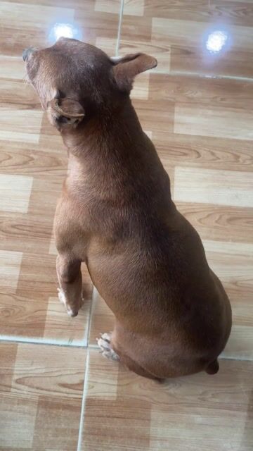 bán chó. Mua bán Chó tại Huyện Thạch Thất Hà Nội được đăng bởi giaminh hình 1