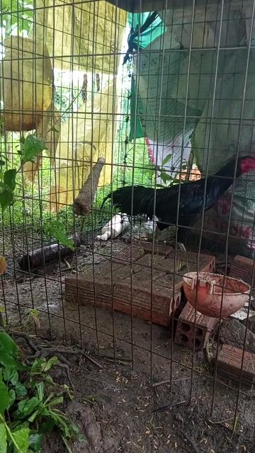 Ô Đen đi long chuyền 2,5kg. Mua bán Gà tại Huyện Cờ Đỏ Cần Thơ được đăng bởi Thịnh hình 1