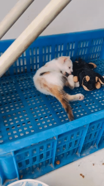 Mèo Tam thể Cái . Mua bán Mèo tại Quận 6 Tp Hồ Chí Minh được đăng bởi Ta Huu Tho hình 1