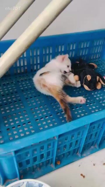 Mèo Tam thể Cái . Mua bán Mèo tại Quận 6 Tp Hồ Chí Minh được đăng bởi Ta Huu Tho hình 1