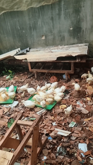 Gà Ai Cập Trắng Gà choai. Mua bán Gà tại Huyện Vĩnh Cửu Đồng Nai được đăng bởi Trần Phước hình 1