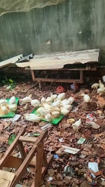 Gà Ai Cập Trắng Gà choai. Mua bán Gà tại Huyện Vĩnh Cửu Đồng Nai được đăng bởi Trần Phước hình 1