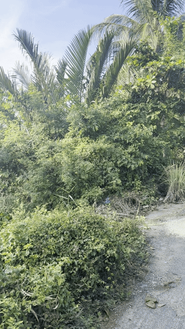 Mua bán Đất Thành phố Sóc Trăng Sóc Trăng diện tích 1905 m² giá 900 triệu