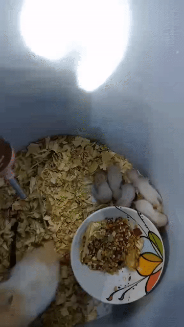 Chuột Hamster đa màu cả hai. Mua bán Thú cưng khác tại Quận 4 Tp Hồ Chí Minh được đăng bởi Nguyen Tu Anh hình 1