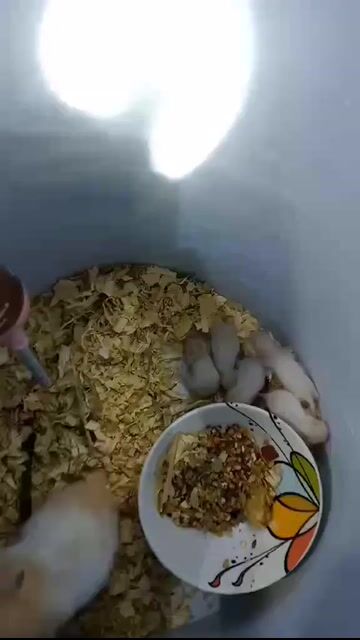 Chuột Hamster đa màu cả hai. Mua bán Thú cưng khác tại Quận 4 Tp Hồ Chí Minh được đăng bởi Nguyen Tu Anh hình 1