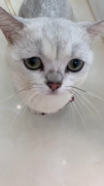 Mèo Anh lông ngắn Silver chân ngăn. Mua bán Mèo tại Quận 8 Tp Hồ Chí Minh được đăng bởi Na hình 1