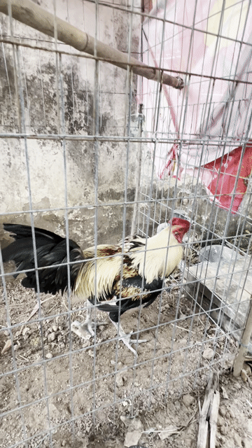 Gà Lông mới đẹp 3.4kg. Mua bán Gà tại Quận Tân Bình Tp Hồ Chí Minh được đăng bởi ko chín sáu bảy ko ko bốn bảy bảy một HUY hình 1