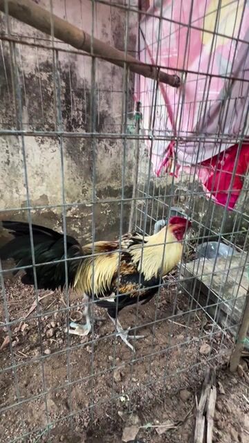 Gà Lông mới đẹp 3.4kg. Mua bán Gà tại Quận Tân Bình Tp Hồ Chí Minh được đăng bởi ko chín sáu bảy ko ko bốn bảy bảy một HUY hình 1