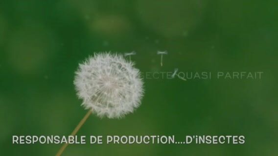 Un insecte presque parfait!