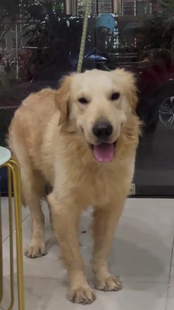 Chó Golden Retriever trưởng thành. Mua bán Chó tại Quận Tân Phú Tp Hồ Chí Minh được đăng bởi Duy Nhật Phùng hình 1