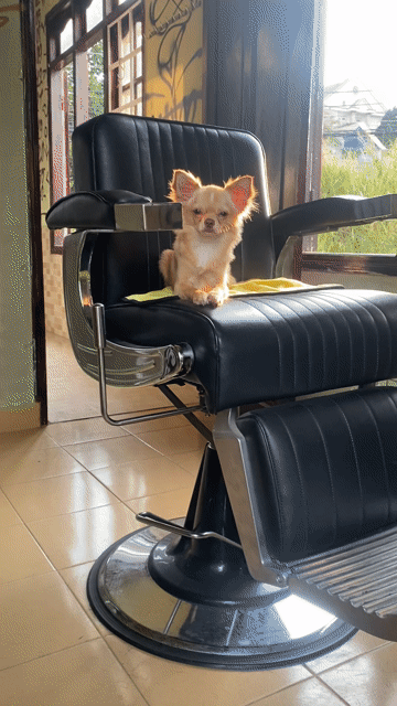 Chó Chihuahua lông dài đực 6 tháng. Mua bán Chó tại Thành phố Đà Lạt Lâm Đồng được đăng bởi Nguyễn Anh Vũ hình 1