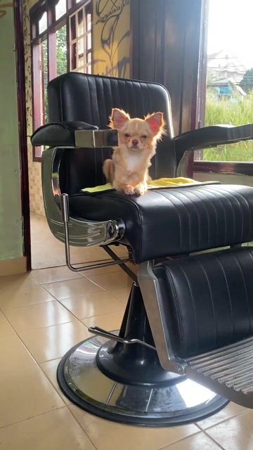 Chó Chihuahua lông dài đực 6 tháng. Mua bán Chó tại Thành phố Đà Lạt Lâm Đồng được đăng bởi Nguyễn Anh Vũ hình 1