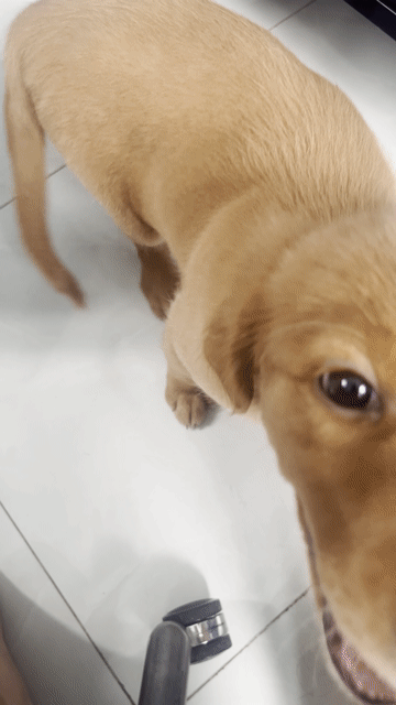 Chó Golden Retriever 2 tháng đã tiêm. Mua bán Chó tại Quận 12 Tp Hồ Chí Minh được đăng bởi Ngô Hữu Trí hình 1