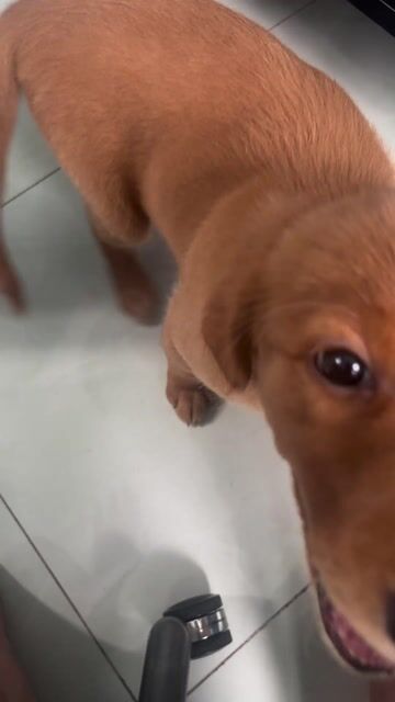 Chó Golden Retriever 2 tháng đã tiêm. Mua bán Chó tại Quận 12 Tp Hồ Chí Minh được đăng bởi Ngô Hữu Trí hình 1