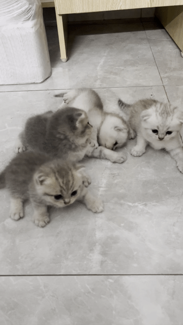 Mèo Tai Cụp. Mua bán Mèo tại Huyện Thanh Trì Hà Nội được đăng bởi Nguyễn Kim Anh hình 1