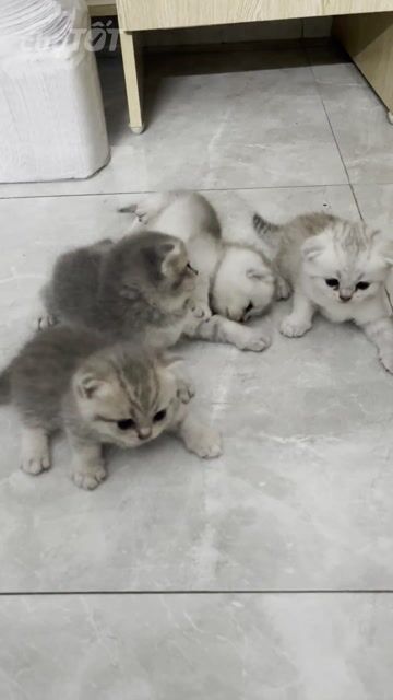 Mèo Tai Cụp. Mua bán Mèo tại Huyện Thanh Trì Hà Nội được đăng bởi Nguyễn Kim Anh hình 1