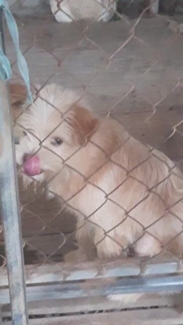 Chó Nhật đực lông dài. Mua bán Chó tại Huyện Phù Cừ Hưng Yên được đăng bởi giaphu Duoclieu hình 1