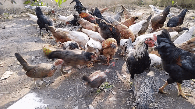 Gà nòi giống khỏe mạnh. Mua bán Gà tại Thành phố Vĩnh Long Vĩnh Long được đăng bởi  Huỳnh Văn Phong hình 1