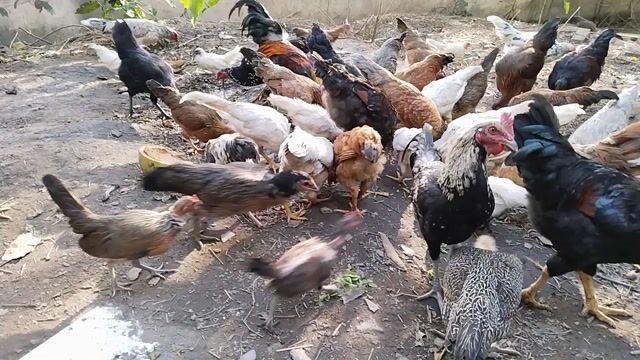 Gà nòi giống khỏe mạnh. Mua bán Gà tại Thành phố Vĩnh Long Vĩnh Long được đăng bởi  Huỳnh Văn Phong hình 1