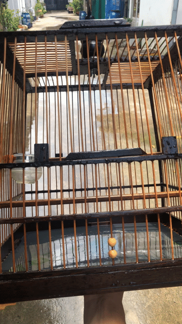 Lồng chim Gỗ Nâu. Mua bán Phụ kiện, Thức ăn, Dịch vụ tại Thành phố Thủ Đức Tp Hồ Chí Minh được đăng bởi minh triệu hình 1