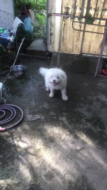 phóc sóc-Bichon 2 dong mau. Mua bán Chó tại Quận Bình Thạnh Tp Hồ Chí Minh được đăng bởi Nguyễn Lan hình 1