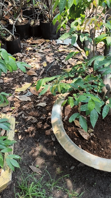 Khế ngọt 1.5m đang cho trái. Mua bán Cây cảnh, đồ trang trí tại Huyện Gò Dầu Tây Ninh được đăng bởi Dương hình 1
