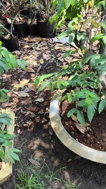 Khế ngọt 1.5m đang cho trái. Mua bán Cây cảnh, đồ trang trí tại Huyện Gò Dầu Tây Ninh được đăng bởi Dương hình 1