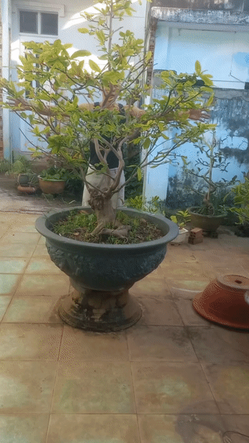 Cây cảnh đá Xanh lá dễ chăm sóc. Mua bán Cây cảnh, đồ trang trí tại Thành phố Vũng Tàu Bà Rịa - Vũng Tàu được đăng bởi Nguyễn Văn Khiêm  hình 1