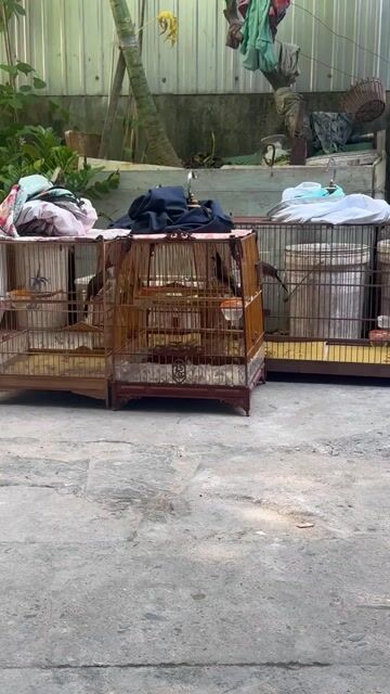 Chim chào mào Huế đã qua sử dụng. Mua bán Chim tại Thành phố Huế Thừa Thiên Huế được đăng bởi Nguyễn Hưng  hình 1
