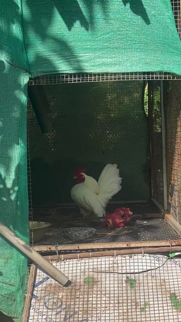 Gà Serama Trống Mái. Mua bán Gà tại Huyện Châu Thành Tây Ninh được đăng bởi Huỳnh hình 1