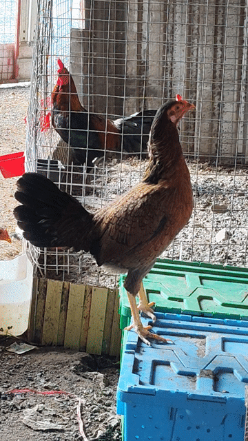 Gà mái  Mỹ F1 bổn mai độ . Mua bán Gà tại Huyện Hóc Môn Tp Hồ Chí Minh được đăng bởi Trường An hình 1