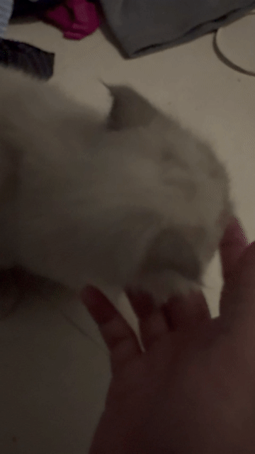 Mèo Hyma đực 4 tháng đã tiêm trắng xám. Mua bán Mèo tại Quận 5 Tp Hồ Chí Minh được đăng bởi NGUYỄN KIM hình 1