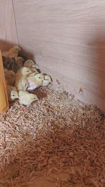 Gà giống tốt khỏe mạnh nhanh lớn. Mua bán Gà tại Quận 10 Tp Hồ Chí Minh được đăng bởi Phượng hình 1