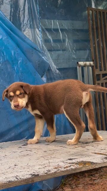 Chó nâu đỏ lai becgie. Mua bán Chó tại Huyện Mê Linh Hà Nội được đăng bởi Tuấn hình 1