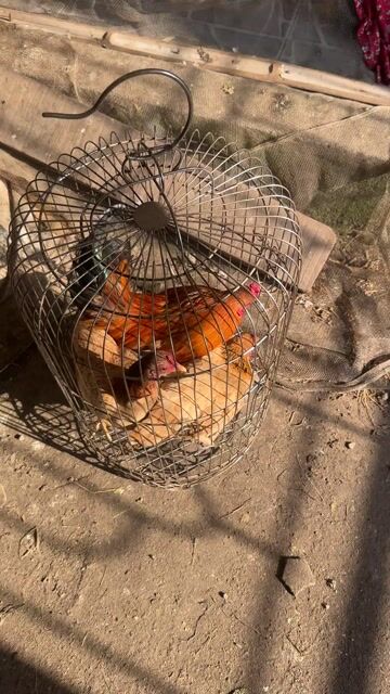 Gà tre bắc tít. Mua bán Gà tại Huyện Nga Sơn Thanh Hóa được đăng bởi duc duy hình 1