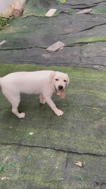Chó Labrador trắng. Mua bán Chó tại Huyện Bình Giang Hải Dương được đăng bởi hai hung hình 1