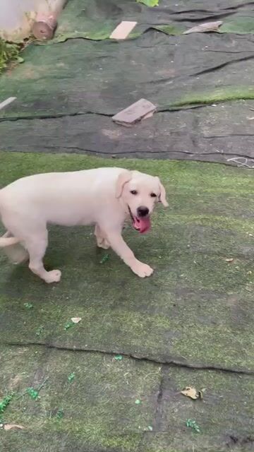 Chó Labrador trắng. Mua bán Chó tại Huyện Bình Giang Hải Dương được đăng bởi hai hung hình 1