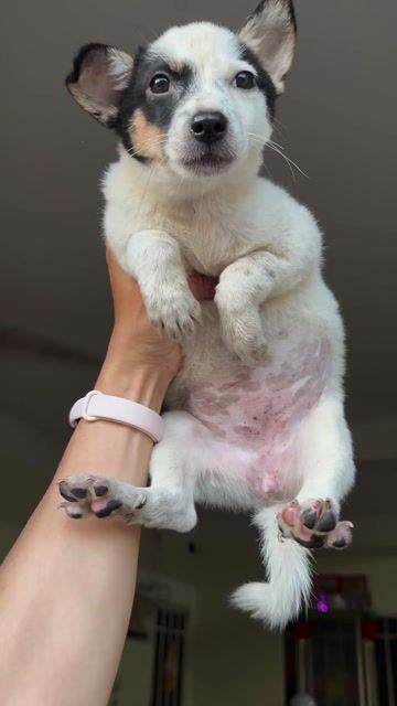 Phú quốc lai cỏ bò sữa dễ thương. Mua bán Chó tại Quận 8 Tp Hồ Chí Minh được đăng bởi tân hình 1