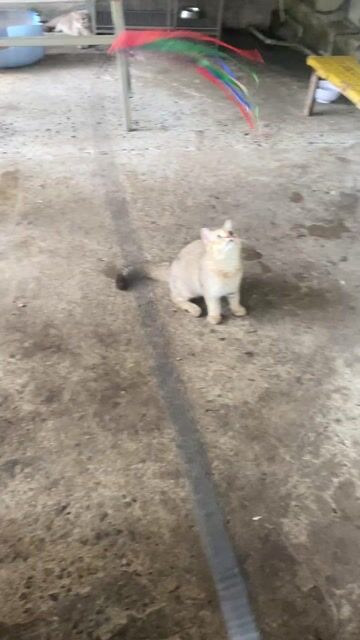 Mèo Golden. Mua bán Mèo tại Huyện Củ Chi Tp Hồ Chí Minh được đăng bởi Cường Củ Chi hình 1