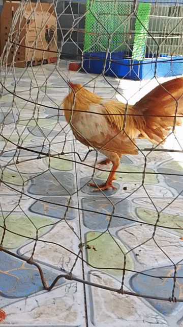 Gà khét sữa 1.1 kg. Mua bán Gà tại Thành phố Mỹ Tho Tiền Giang được đăng bởi Quân Gà Tre hình 1