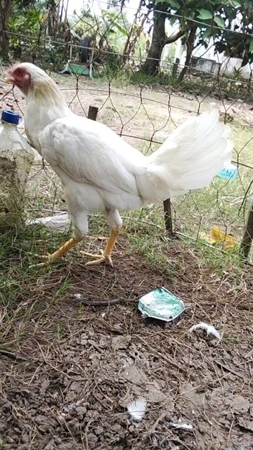 gà mái mỹ hiện 1ky540 trang đẻ tren 2ky. Mua bán Gà tại Quận Ô Môn Cần Thơ được đăng bởi ga đá base hình 1